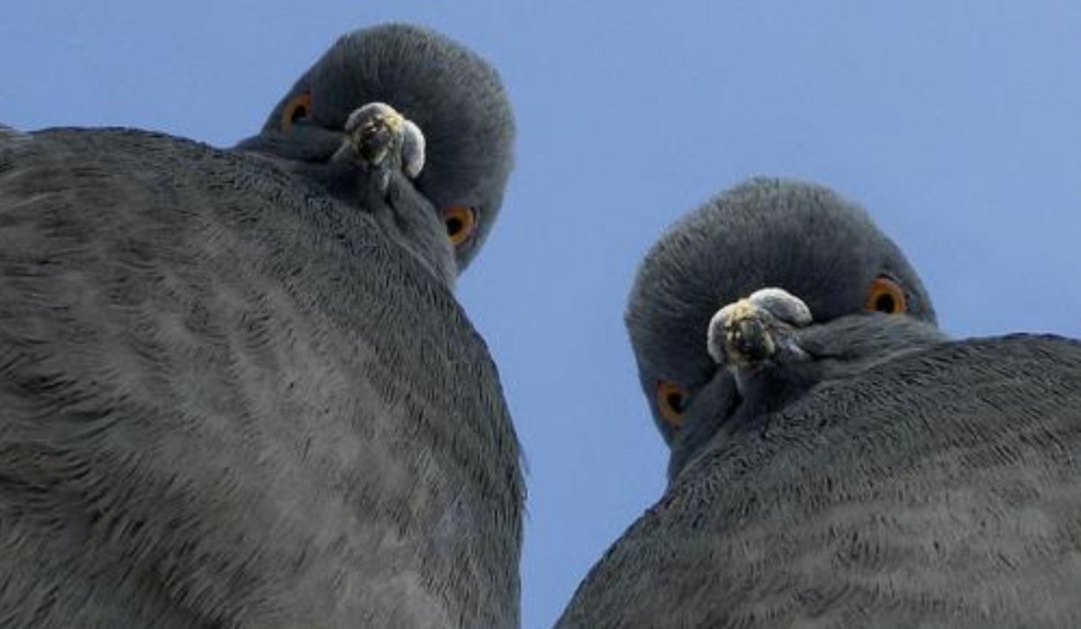 pigeons